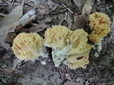 Ramaria formosa image