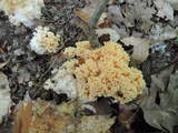 Ramaria formosa image