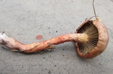 Chroogomphus vinicolor image