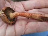 Chroogomphus vinicolor image