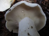 Lactarius piperatus image