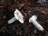 Lactarius piperatus image
