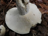 Lactarius piperatus image