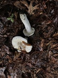 Lactarius piperatus image
