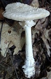 Amanita cokeri image