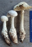 Amanita cokeri image