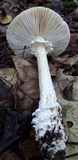 Amanita cokeri image