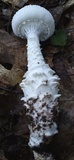 Amanita cokeri image