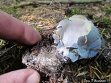 Albatrellus flettii image