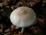 Leucoagaricus sublittoralis image