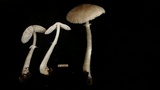 Leucoagaricus sublittoralis image