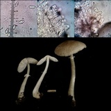 Leucoagaricus sublittoralis image