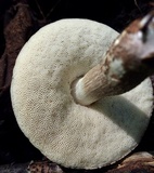 Leccinellum albellum image