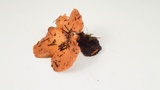 Panus conchatus image