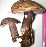 Tylopilus plumbeoviolaceus image