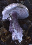 Tylopilus plumbeoviolaceus image