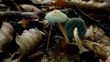 Melanophyllum eyrei image