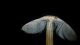 Melanophyllum eyrei image