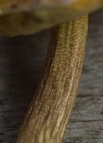 Boletus longicurvipes image