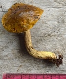 Boletus longicurvipes image