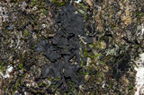 Collema subflaccidum image