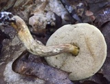 Boletus longicurvipes image