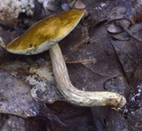 Boletus longicurvipes image