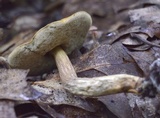 Boletus longicurvipes image