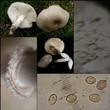 Leucoagaricus barssii image