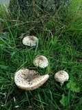 Leucoagaricus barssii image