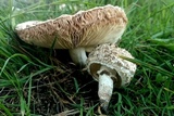 Leucoagaricus barssii image