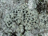 Buellia erubescens image