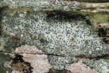 Protoblastenia rupestris image