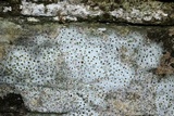 Protoblastenia rupestris image