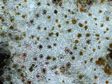 Protoblastenia rupestris image
