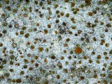 Protoblastenia rupestris image