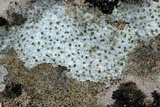 Protoblastenia rupestris image