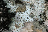 Protoblastenia rupestris image