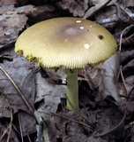 Amanita banningiana image