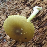 Amanita banningiana image