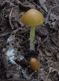 Amanita banningiana image