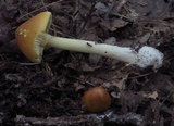 Amanita banningiana image