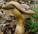 Tylopilus rubrobrunneus image