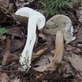 Tylopilus rubrobrunneus image