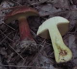 Baorangia bicolor image
