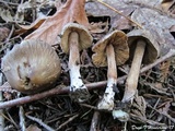 Inocybe assimilata image