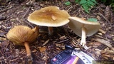 Melanoleuca cognata image