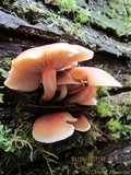 Hypholoma capnoides image