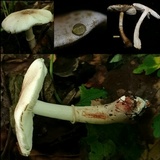 Leucocoprinus badhamii image