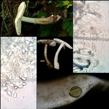 Leucocoprinus badhamii image